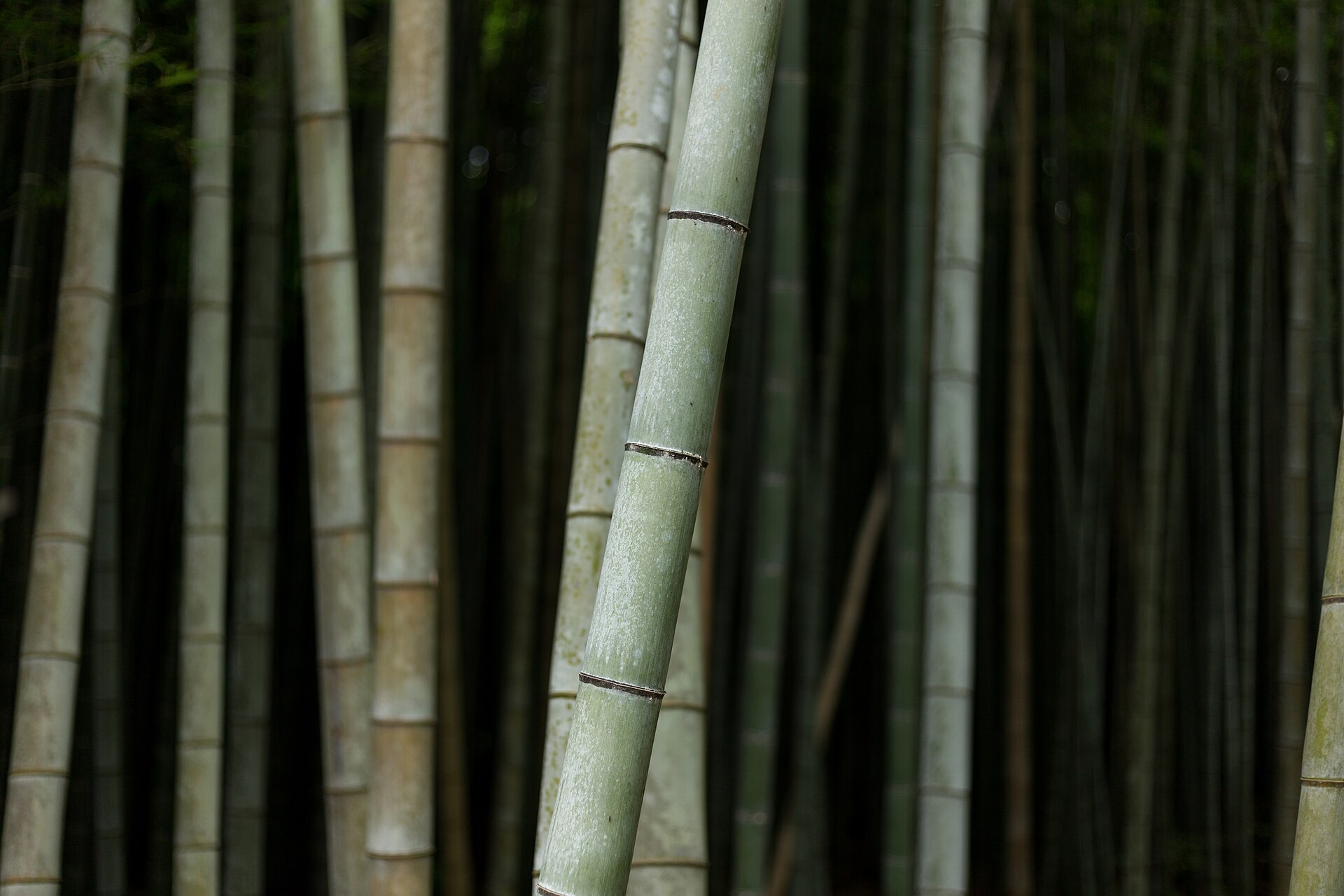 The bamboo grove